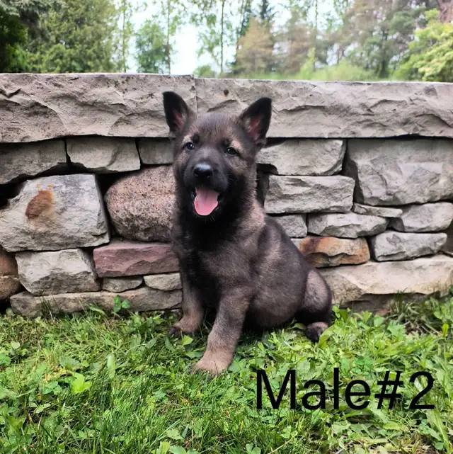 German Shepherd - Working Line Puppies - CKC in Dogs & Puppies for Rehoming in Kitchener / Waterloo - Image 2