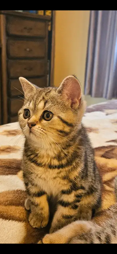 Notre magnefique mama scottish staight nous apporter 4 magnifiques bébés chatons(1 femelle Straight,...
