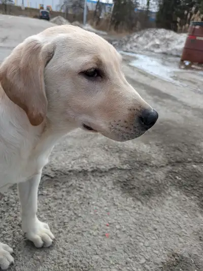 PUREBRED LAB PUPPIES FOR SALE .., View more