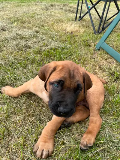 (Sold pending pickup)2 male mastiff puppies for sale., View more
