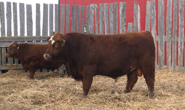 Red and Black Angus and SimAng Bulls for Sale in Livestock in Brandon - Image 4