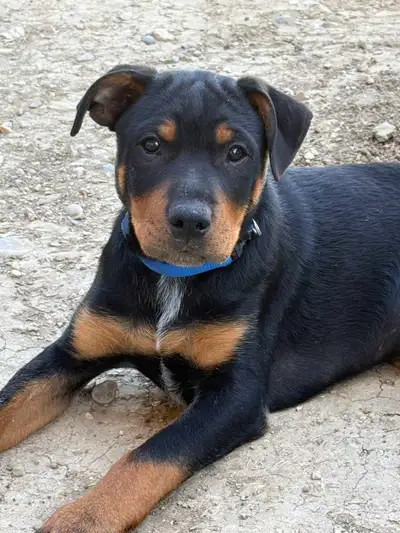 Blue Collar - SOLD Male Pup 14 weeks old 8 and 12 week shots UTD Tail docked Dewormed Flower Collar...