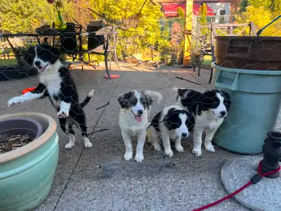 Springer spaniel x Australian shepherd puppies, View more
