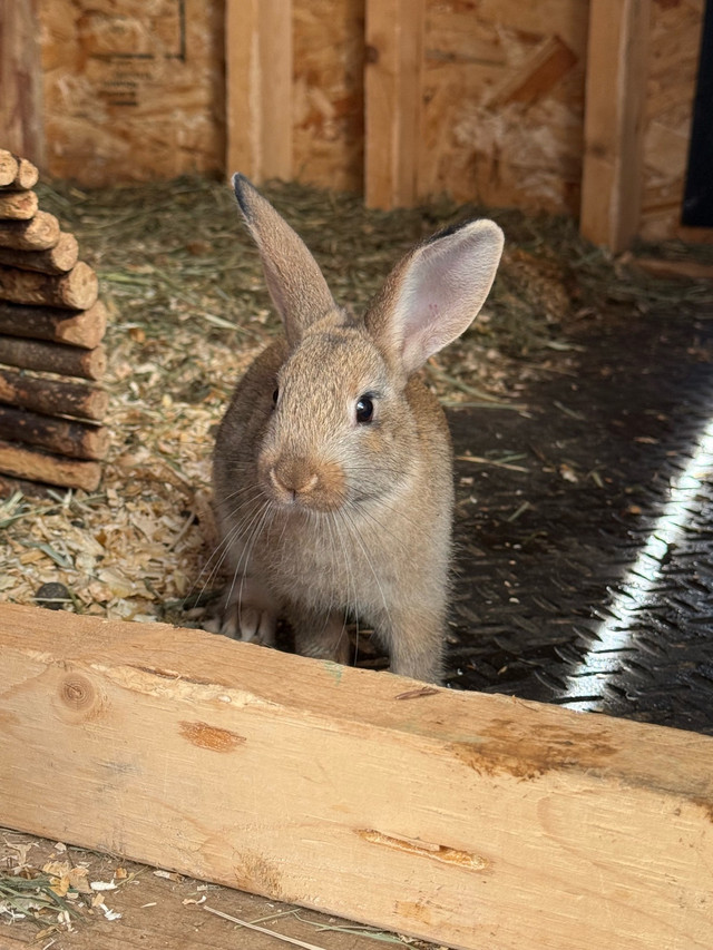 Flemish giant mix babies in Small Animals for Rehoming in Abbotsford - Image 3
