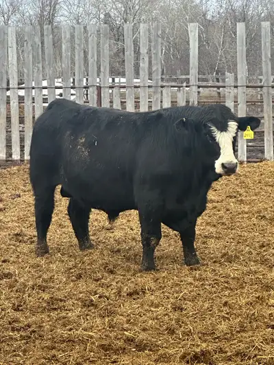 Yearling &Long yearling (fall born ) Cow and heifer bulls Birthweight: 72-92 lbs Good temperament,ea...