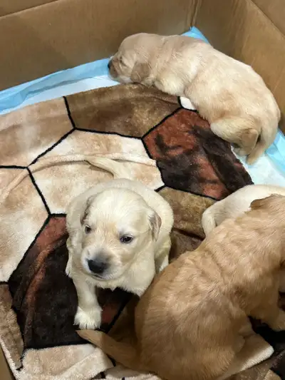 Golden Retriever Puppies — Ready for Forever Homes March 8! We’re excited to announce that Daisy’s l...