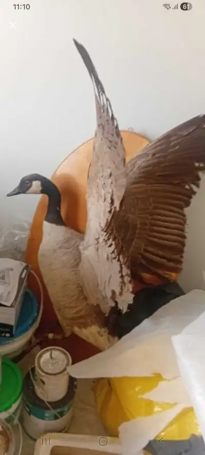This is a used taxidermied Canadian goose, wings spread and mounted on a wood plaque. It is in good...