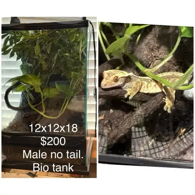Gecko for sale all included tanks. Moving need gone. Price on pictures. Located northeast Calgary