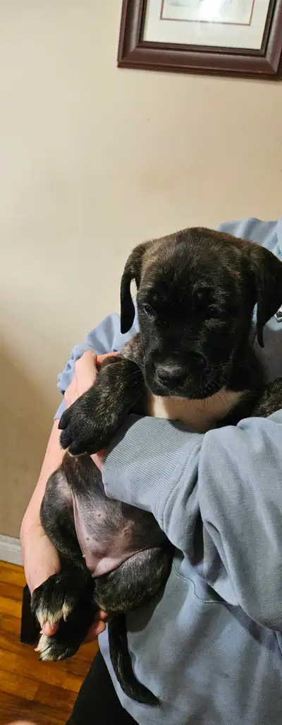 Cane corso puppies, View more