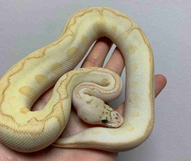 Male Pastel Enchi Od Spotnose YB Lesser Clown Ball Python  in Reptiles & Amphibians for Rehoming in Mississauga / Peel Region