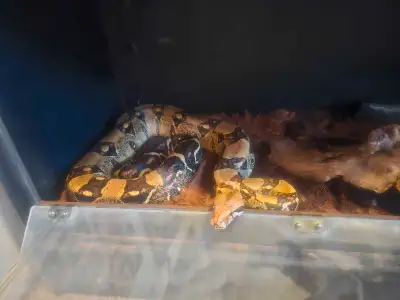 Common Boa Constrictor- Female, 6yrs old, 8 feet needs rehoming. The reason for the $100 is she come...