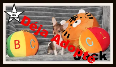 VENDU VENDU VENDU #Chihuahua Jack Mâle mini yeux vert chocolat et feu poils court fera 3 lb adule .M...
