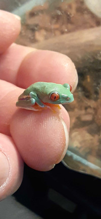 Red eyed tree frogs / rainettes au yeux rouges