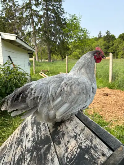 7-10 lavender roosters. Hatched here. Polite/skittish.