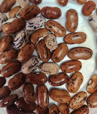 Is anyone looking for bean seeds? I have a surplus for sale, harvested from my organic garden in Cal...