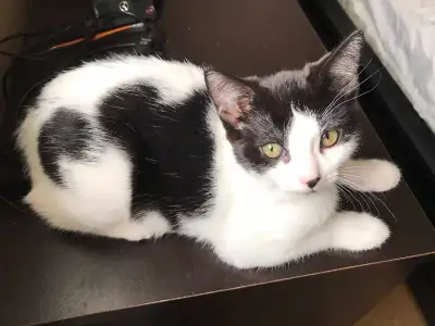 Deux chatons à vendre 50$ chaque, View more