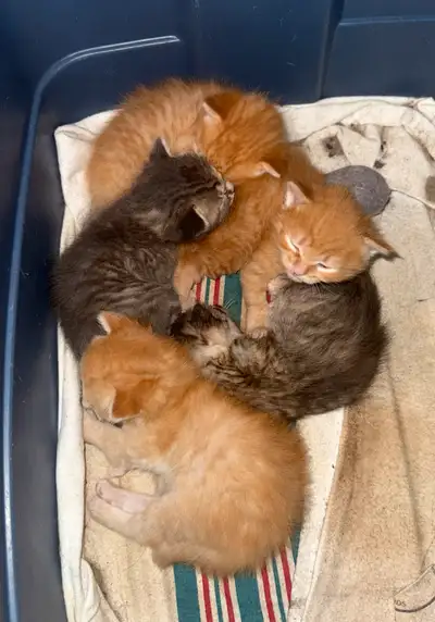 5 kittens looking for new homes , View more