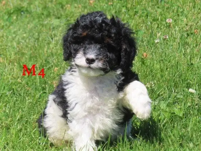 F1B Mini Bernadoodle puppies in Dogs & Puppies for Rehoming in Oakville / Halton Region - Image 8