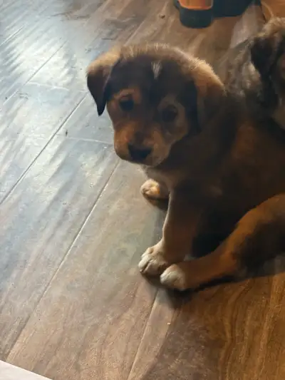Husky/Bernese mixed pups for sale, View more