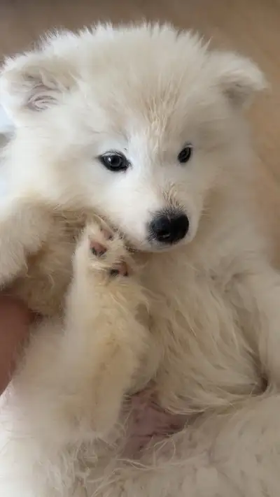 Samoyed puppies, View more