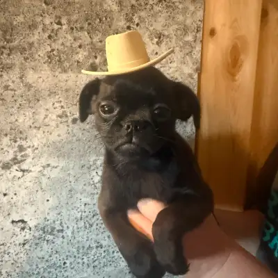 I have 3 gorgeous male puppy looking for homes 1 smooth black 1 very rough with black mask 1 rough b...