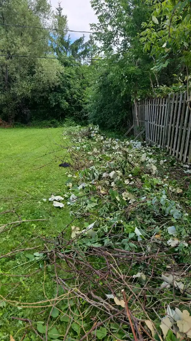 Need wild grape Vines!