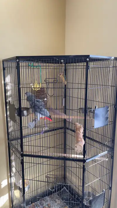 African grey parrot, View more