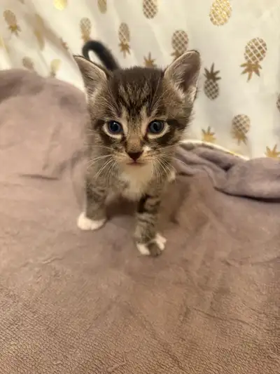 Female Kitten, View more