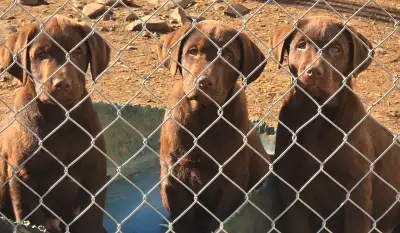 Chocolate Labrador Retriever Puppies Ready For Homes, View more