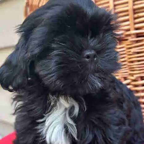 Location: Vernon, BC Look no more, best looking solid black shih tzus in the market. Look like littl...