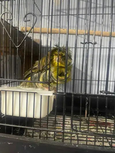 canari frisé  vert , View more