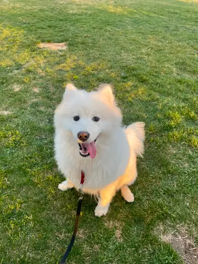Samoyed rehome, View more