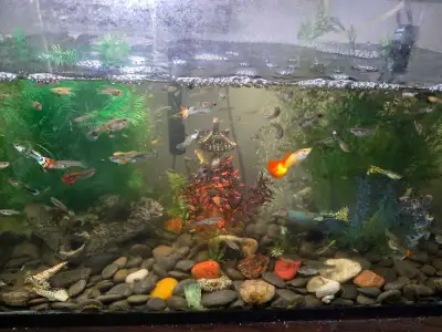 guppies fish, View more