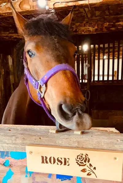 For Sale – Bay Quarter Horse Mare – 7 Years Old – 14.1hh Name: Rose Breed: Quarter Horse (not regist...