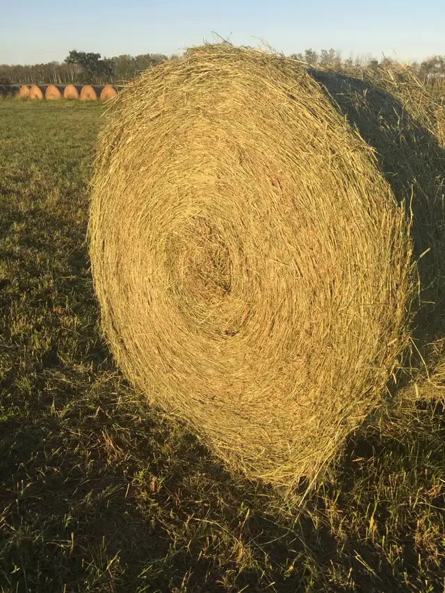 2026 Round bales of hay for sale | Livestock | Winnipeg | Free local ...