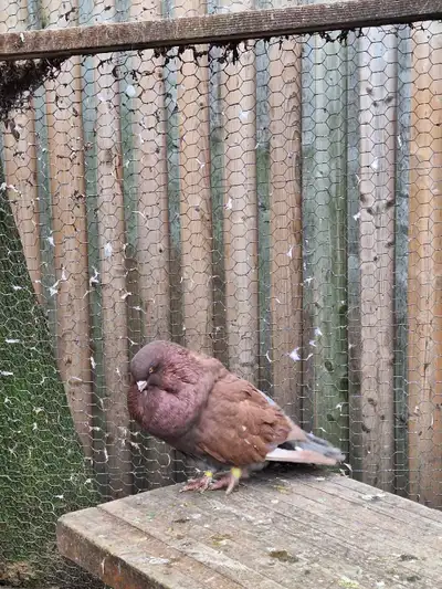 Pigeons for sale , View more