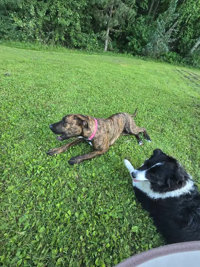 pit/mastiff