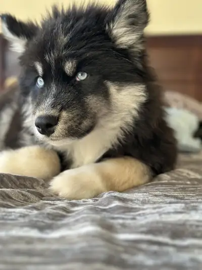 Husky  Puppie – Blue Eyes, Vaccinated, View more
