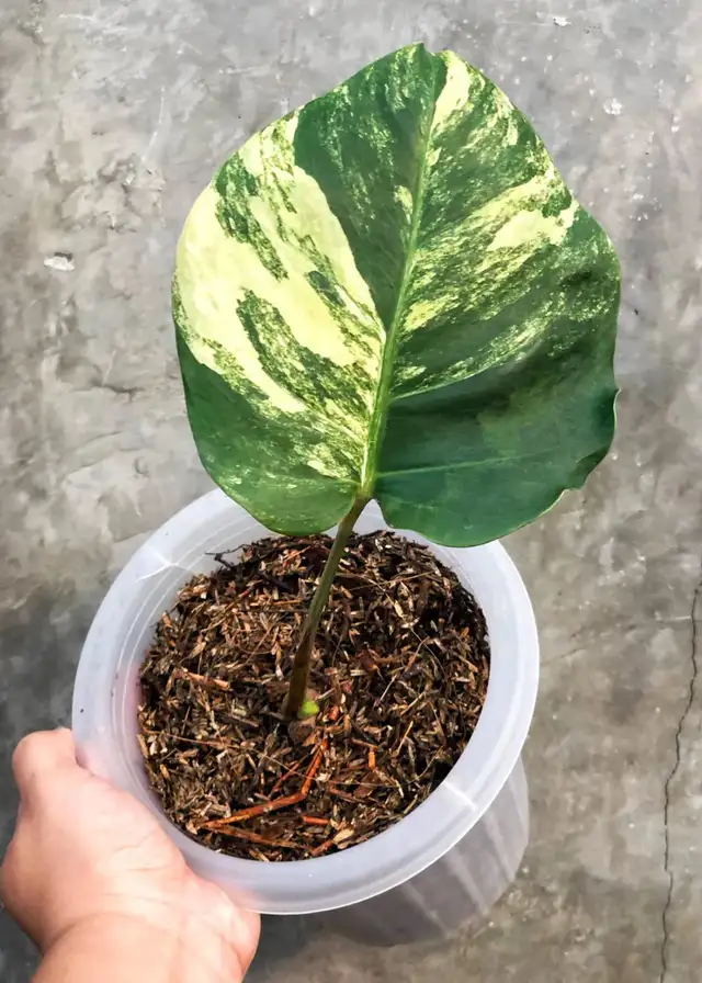 Monstera aurea plants- shipping62864746208385122