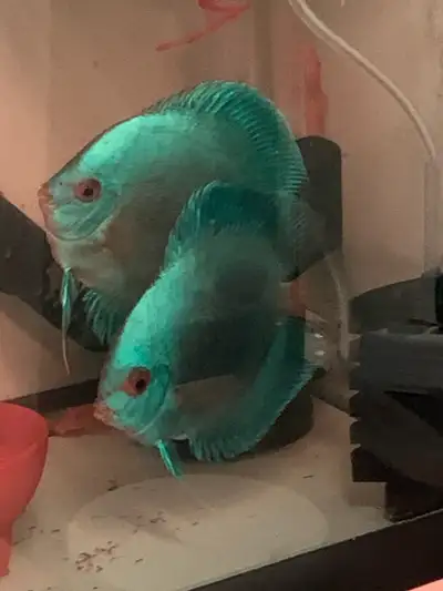 Blue Diamond Discus Fry 1” size, View more