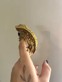 Female created gecko 