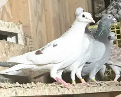 pigeon racing , View more