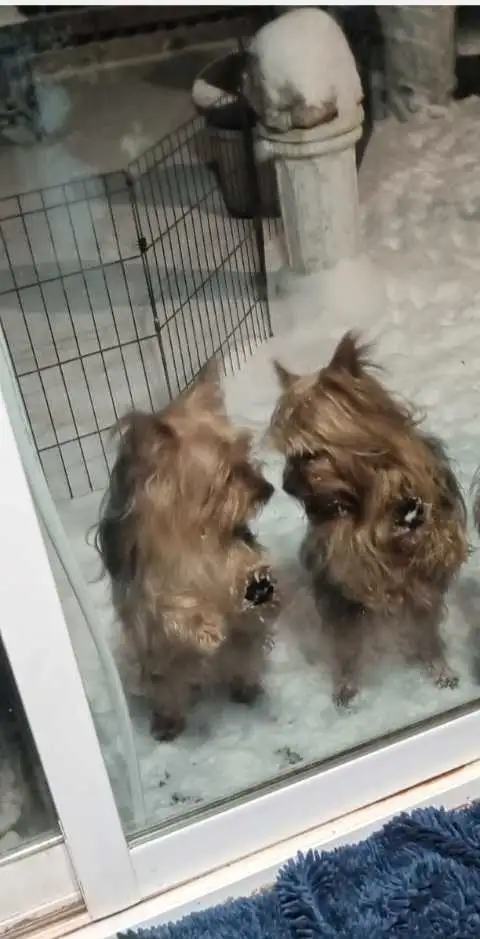 2 female Yorkie pups in Dogs & Puppies for Rehoming in St. Catharines - Image 11