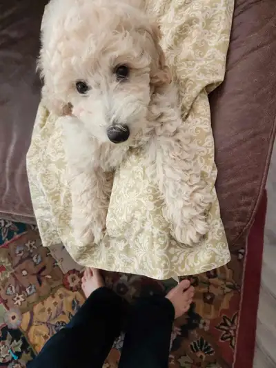 cream bishonpoo puppy, View more