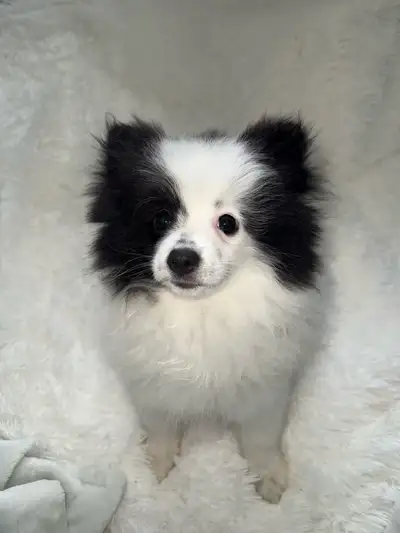 Pomeranian (6 month old boy), View more