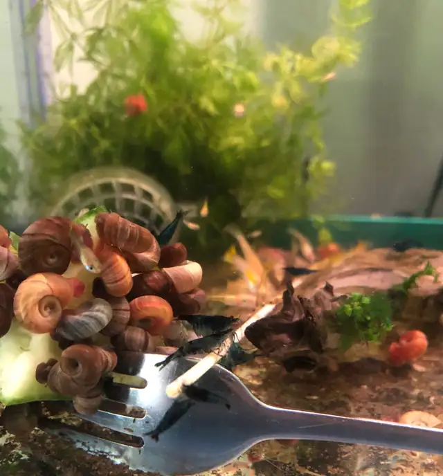 Poisson d’aquarium plantes, crevettes, escargots in Fish for Rehoming in Sherbrooke - Image 5