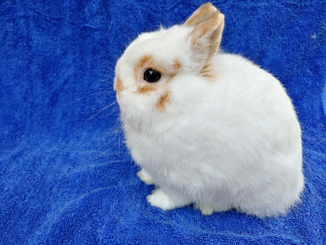 EXTRAORDINARY baby Netherland dwarf, Lionhead, Holland lop bunny in Small Animals for Rehoming in Kingston