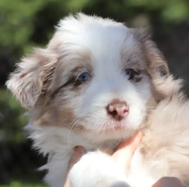 4 DOODLES, BORDOODLES F1 et F2 et F3 , PUPPIES, CHIOT in Dogs & Puppies for Rehoming in Laurentides - Image 7