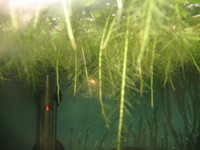 various aquarium plants, mosses,root feeders