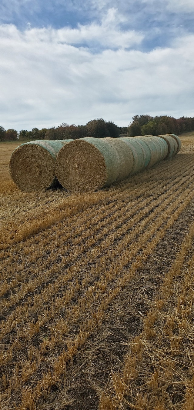 Straw bales Other Red Deer Kijiji